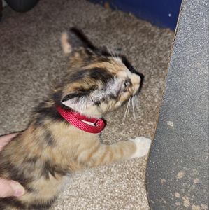 Meet your Posher, Bradley